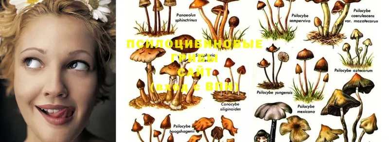 Псилоцибиновые грибы Psilocybe  Заволжск 